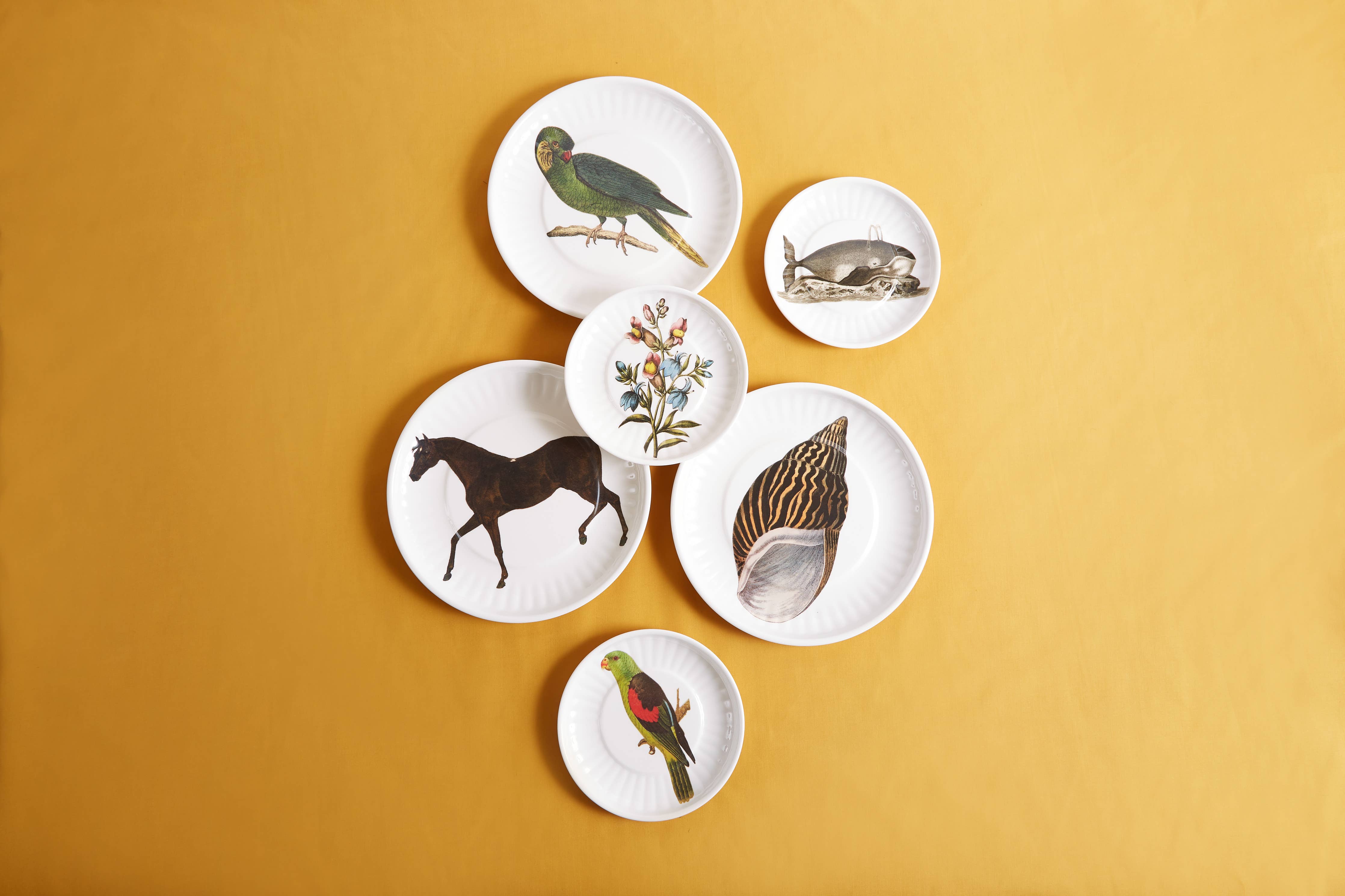 Conch Melamine Dinner  Plates -   S/4